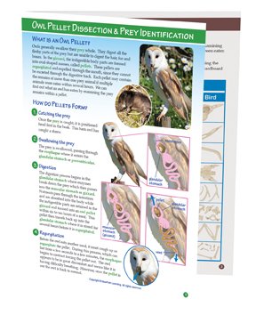 Owl Pellet Dissection & Prey Identification—NewPath Visual Learning Guide