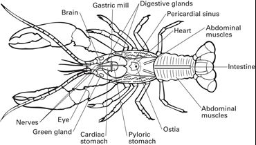 Flinn Digital Dissection Labs, 1-Year Access
