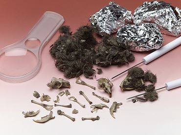 Owl Pellets for Dissection in Biology and Life Science, Pkg. of 15