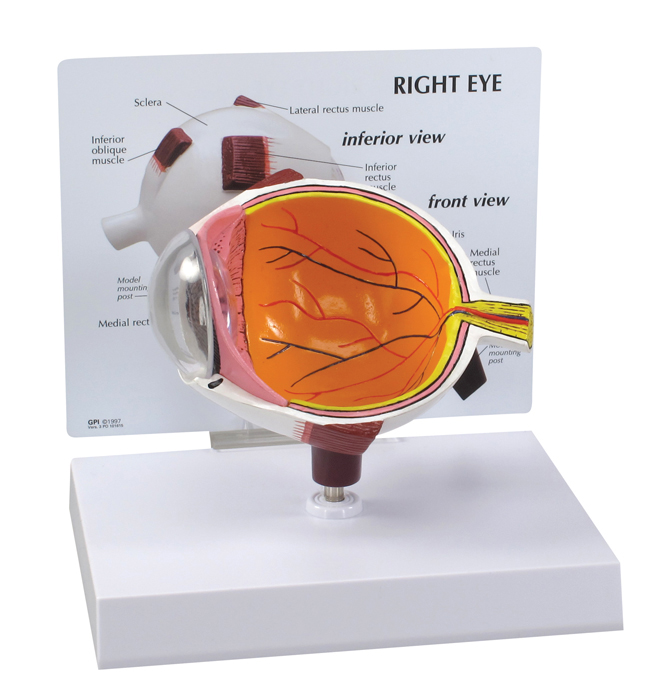 Eye Model for Anatomy Studies