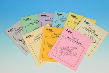 Loligo Squid Dissection Guide for Biology and Life Science