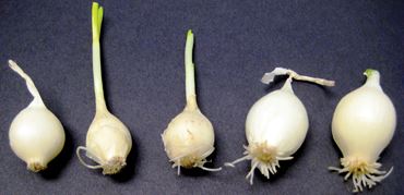 Environmental Effects on Mitosis Advanced Inquiry Lab Kit for AP* Biology