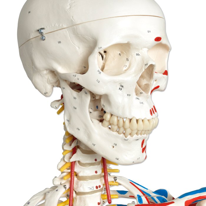 Health & Medical Sciences