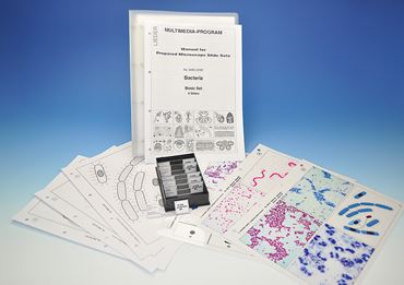 Bacteria Study Set for Microbiology
