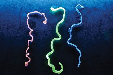 Fluorescent Gummy Worms Polymer Chemistry Demonstration Kit